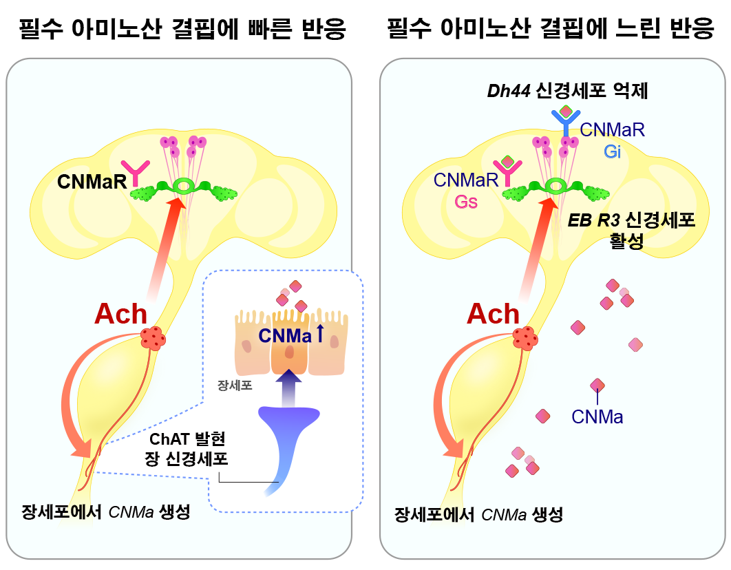장(腸)이 뇌(腦)를 설득해 편식을 고친다!