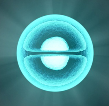 세포의 그래픽 이미지