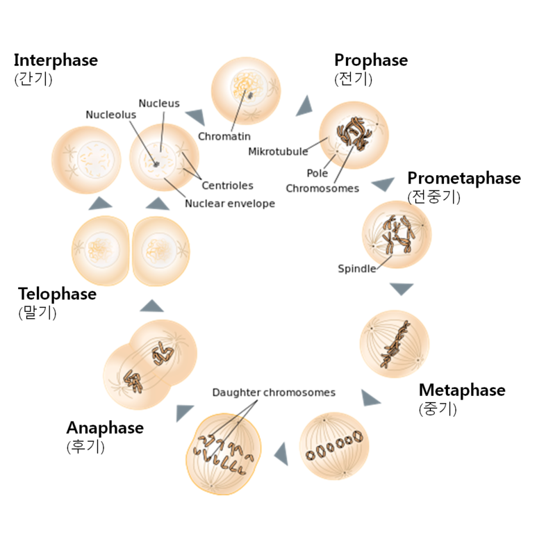 체세포분열 과정은 전기, 중기, 후기, 말기, 세포질분열의 다섯 단계를 거친다.