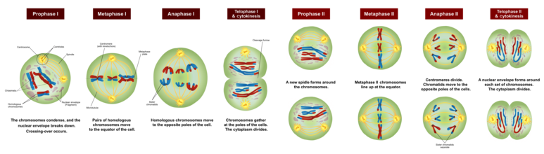 생식세포 분열