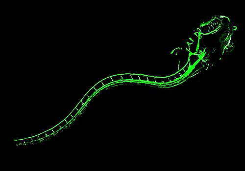 Z-Dragon (Zebrafish-Dragon)