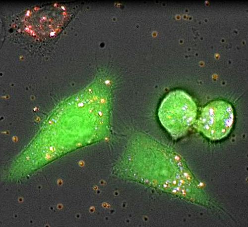 Now you see me : A trace of nanobiochemisty