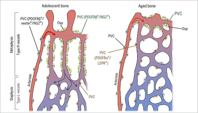 Lee is the creator of the illustration which depicts growth of vasculatures by organ. The illustration was included in the review paper published in Science last August. The image above is an illustration of vasculatures growing on muscle tissue. Click on the View Paper button to see more images made by Lee.