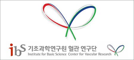 Lee designed the logo of the Center for Vascular Research. He chose red, blue, and green for the logo because they each represent the colors of artery, vein, and lymphatic vessel, respectively. The ribbon-like figure is a portrayal of acronyms for the Center. The logo illustrates that various types of vessels represented by three colors are interconnected and form the cardiovascular system. 