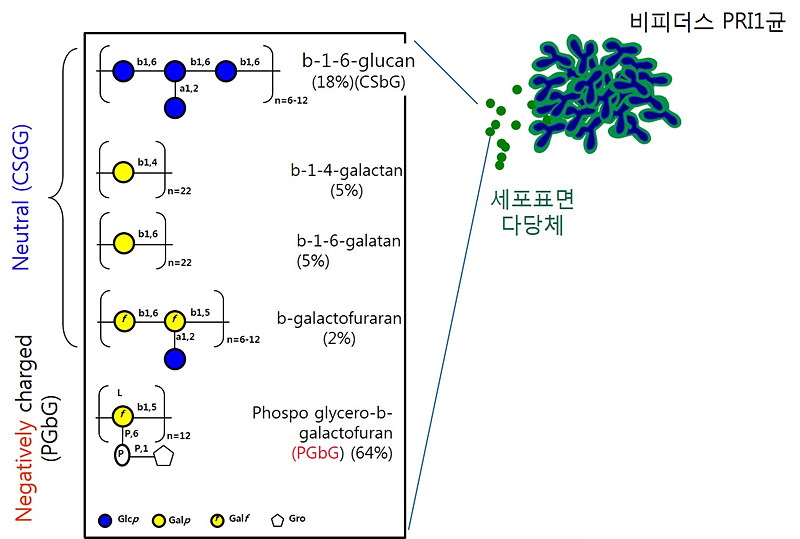 비피더스 PRI1균 세포 표면 다당체(CSGG)의 화학구조