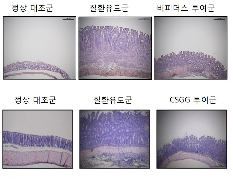 비피더스 PRI1균과 세포 표면 다당체(CSGG)의 항염증 효과