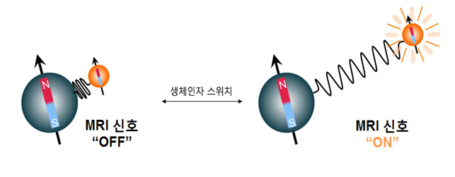 나노의학 연구단이 개발한 ‘나노 MRI 램프’는 질병 인자와 결합했을 때 스위치를 켜(On) 밝게 빛을 낸다. 생체 깊은 곳에 있는 질병 인자를 탐색해내는 데 유리하다.