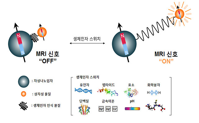 나노 MRI 램프의 구성 요소는 자성나노입자, 생체인자 인식 물질, 상자성 물질이다. 상자성 물질이 자성나노입자로부터 가까이 위치하면 MRI 신호가 꺼지고, 생체인자를 인지해 멀어지면 MRI 신호가 켜진다.