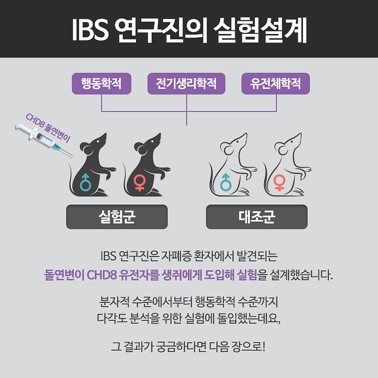 IBS 연구진은 자폐증 환자에서 발견되는 돌연변이 CHD8 유전자를 생쥐에게 도입해 실험을 설계했습니다. 분자적 수준에서부터 행동학적 수준까지 다각도 분석을 위한 실험에 도입했는데요, 그 결과가 궁금하다면 다음 장으로!