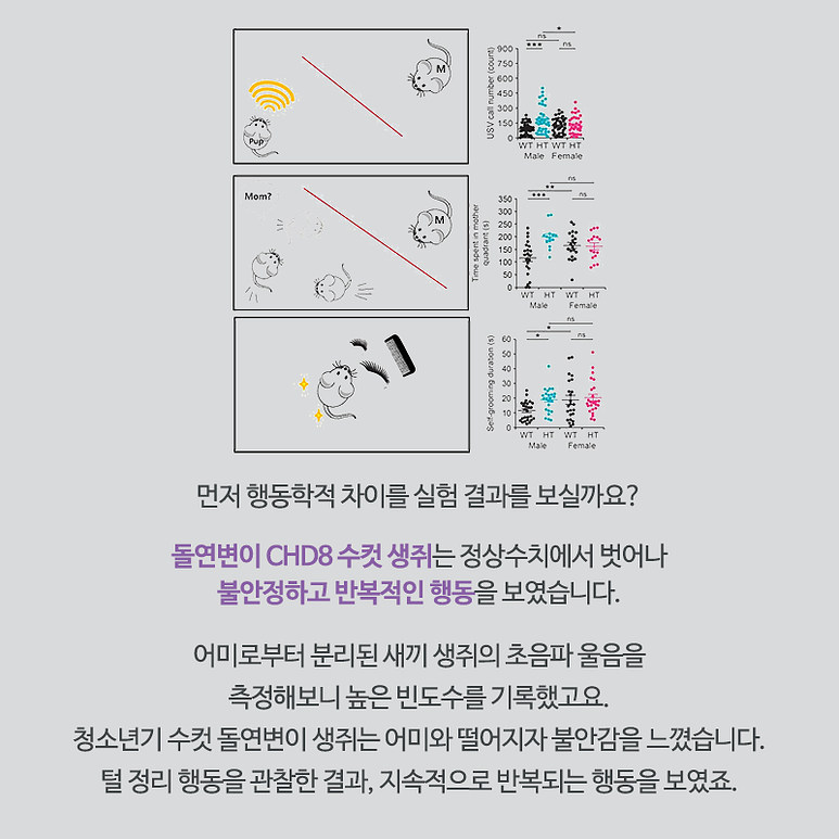 먼저 행동학적 차이를 실험 결과를 보실까요? 돌연변이 CHD8수컷 생쥐는 정상수치에서 벗어나 불안정하고 반복적인 행동을 보였습니다. 어미로부터 분리된 새끼 생쥐의 초음파 울음을 측정해보니 높은 빈도수를 기록했고요. 청소년기 수컷 돌연변이 생쥐는 어미와 떨어지자 불안감을 느꼈습니다. 털 정리 행동을 관찰한 결과, 지속적으로 반복되는 행동을 보였죠.