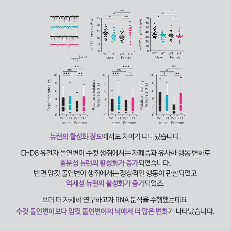 뉴런의 활성화 정도에서도 차이가 나타났습니다. CHD8 유전자 돌연변이 수컷 생쥐에서는 자폐증과 유사한 행동 변화로 흥분성 뉴런이 활성화가 증가되었습니다. 반면 암컷 돌연변이 생쥐에서는 정상적인 행동이 관찰되었고, 억제성 뉴런의 활성화가 증가되었죠. 보다 더 자세히 연구하고자 RNA 분석을 수행했는데요. 수컷 돌연변이보다 암컷 돌연변이의 뇌에서 더 많은 변화가 나타났습니다.