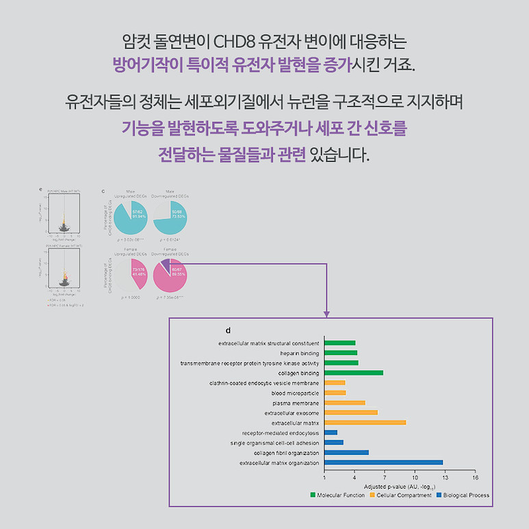 암컷 돌연변이 CHD8 유전자 변이에 대응하는 방어기작이 특이적 유전자 발현을 증가시킨 거죠. 유전자들의 정체는 세포외기질에서 뉴런을 구조적으로 지지하며 기능을 발현하도록 도와주거나 세포 간 신호를 전달하는 물질들과 관련 있습니다.