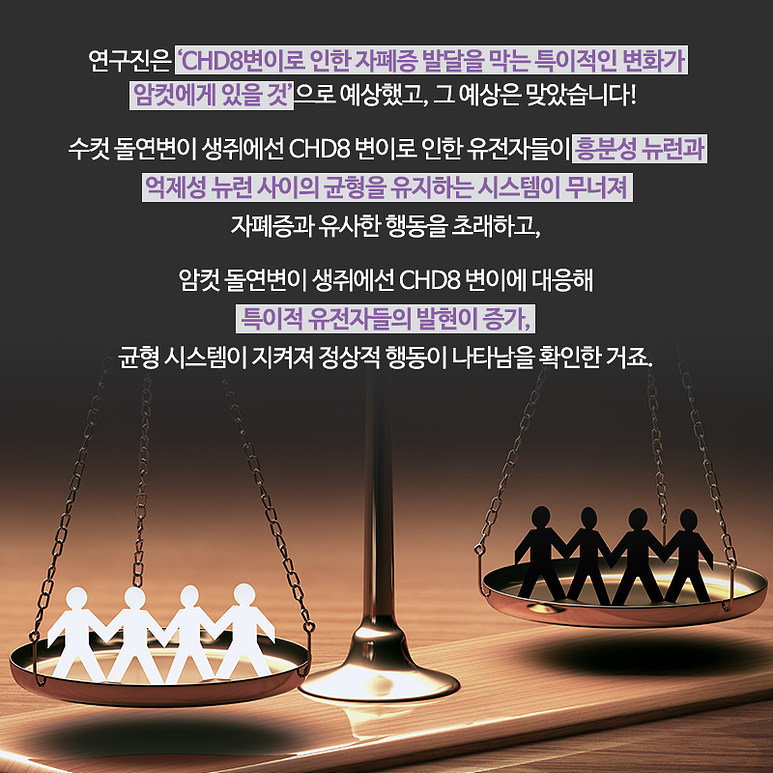 연구진은 'CHD8변이로 인한 자폐증 발달을 막는 특이적인 변화가 암컷에게 있을 것'으로 예상했고, 그 예상은 맞았습니다! 수컷 돌연변이 생쥐에선 CHD8 변이로 인한 유전자들이 흥분성 뉴런과 억제성 뉴런 사이의 균형을 유지하는 시스템이 무너져 자폐증과 유사한 행동을 초래하고, 암컷 돌연변이 생쥐에선 CHD8 변이에 대응해 특이적 유전자들의 발현이 증가, 균형 시스템이 지켜져 정상적 행동이 나타남을 확인한 거죠.