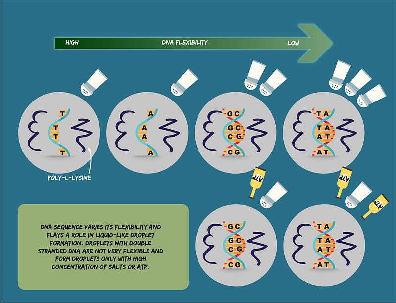 Graphical summary of the experiment. IBS scientists tested droplet formation in vitro with different types and sequences of DNA in the presence of poly-L-lysine and salts. They discovered that the easiness of liquid-like droplets formation is related to the DNA flexibility and sequence: the more flexible the DNA is, the easier droplets form. For example, a single-strand DNA sequence made of only T's is more flexible than A's. Double-stranded DNA is more rigid than single-stranded DNA, and high concentrations of salts are needed. In addition, the team discovered that adding ATP facilitates the process of droplet formation with double-stranded DNA. (Modified from freepik.com).