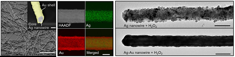 은나노와이어의 표면에 금을 입힐 경우, 산화반응이 일어나지 않는다. 강력한 산화제(H2O2)를 처리한 결과, 은나노와이어는 산화되었지만(그림 가장 오른쪽 위) 금을 입힌 은나노와이어(그림 가장 오른쪽 아래)는 산화되지 않았음을 확인할 수 있다. (사진 : 기초과학연구원)