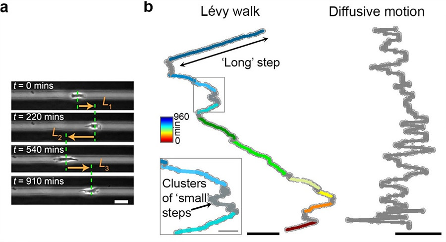 Figure 1: The movement pattern of cancer cells. (a) Cell migrating on a linear microtrack. (scale bar = 20 μm) (b) Metastatic cancer cells perform Lévy walk featuring trajectories with clusters of small steps interspersed with rare long strides. In contrast, non-metastatic cells perform diffusive movements with many small steps of similar lengths. Scale bar is 100 μm for Lévy trajectory and 20 μm for the inset. (Reproduced from Nature Communications).