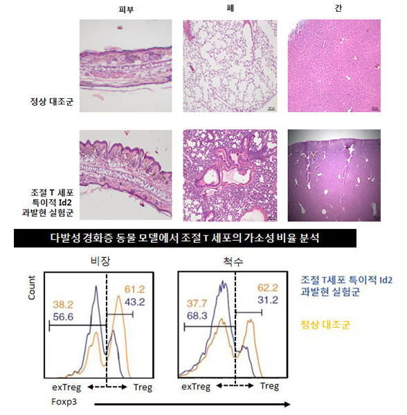 조절 T세포 특이적인 Id2 과발현 시 자가 면역성 질환의 심화 및 염증성 도움 T세포로의 가소성 증가