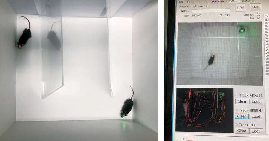 뇌에 광전극을 삽입한 생쥐의 실험 장면. 생쥐가 실험공간에서 움직인 경로(좌)는 자동으로 데이터베이스에 기록된다(우).