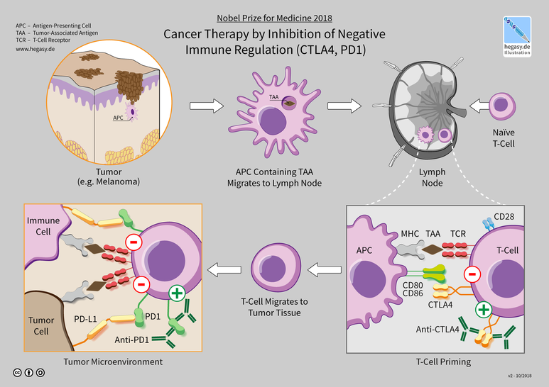 면역기능 억제를 이용한 면역항암제의 작동 원리. (사진 : 위키백과)