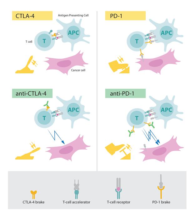 CTLA-4와 PD-1 단백질의 작동 원리 차이. (사진: 노벨상위원회)