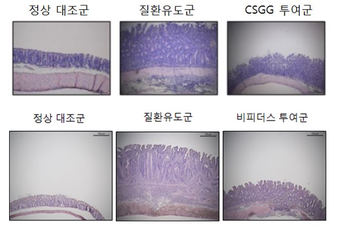 PRI1균을 장 질환 염증을 가진 실험쥐에 투여하자 3주 후 염증이 줄어들었다.(위) 또한, 비피더스 PRI1균에서 순수 분리한 세포 표면 다당체(CSGG)만 실험쥐에 투여해도 염증성 장 질환의 억제 효능을 확인할 수 있었다. (아래)(사진 및 내용 : IBS)