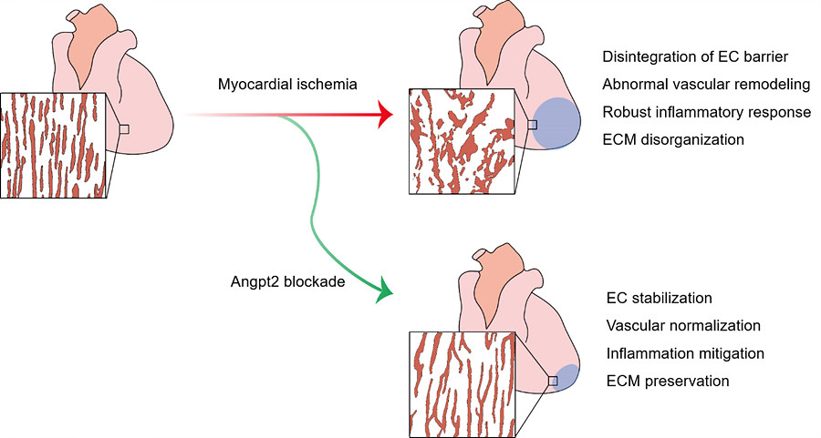 ▲ ibs 혈관연구단은 혈관을 불안정하게 만드는 angpt2 인자가 심근경색을 비롯한 허혈성 심질환에 치명적인 역할을 한다는 사실을 밝히고 위 모식도처럼 angpt2 발현을 억제하는 방식의 새로운 치료방안을 제안했다. 