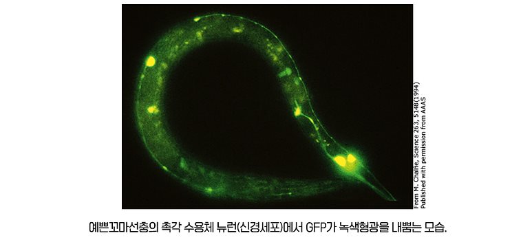 #어디서 초록불 안나? #내 귀가 빛나고 있잖아 (사진: M.chalfie)