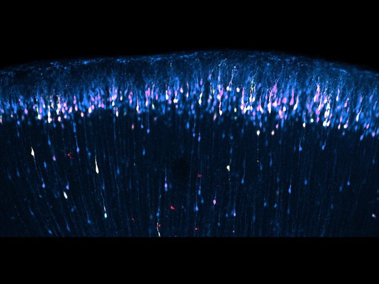 <뇌 속의 유성우(流星雨)>, 이상규, 정현진(IBS 인지 및 사회성 연구단), 2015(사진: IBS)