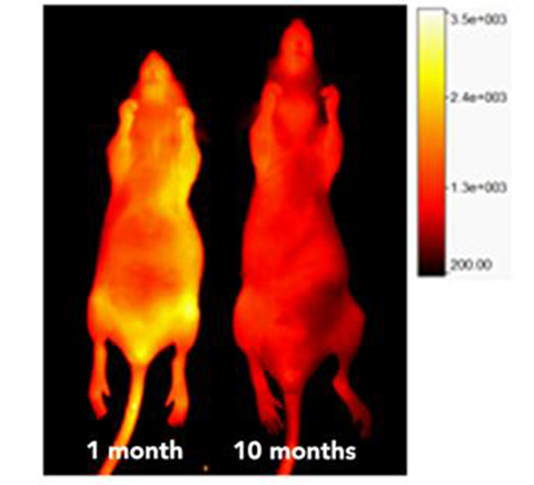 태어난지 1달 된 생쥐(왼쪽)와 10달 된 생쥐(오른쪽)에게 엘리니르를 주사한 결과. 노란색이 엘라스틴 단백질이다. 엘리니르는 엘라스틴 단백질에만 선택적으로 결합하는 형광표지물질로 눈으로 단백질 분포를 확인할 수 있게 도와준다. (사진: IBS)

