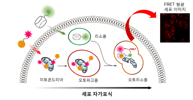 미토콘드리아에는 붉은 별모양 형광 분자를 단 아다만탄아민을, 리소좀에는 둥근 녹색 형광 분자를 단 쿠커비투릴을 붙인다. 리소좀의 자가포식이 시작되면 아다만탄아민과 쿠커비투릴이 결합하고, 이 과정에서 붉고 둥근 형광 분자가 새롭게 만들어진다. (사진: IBS)