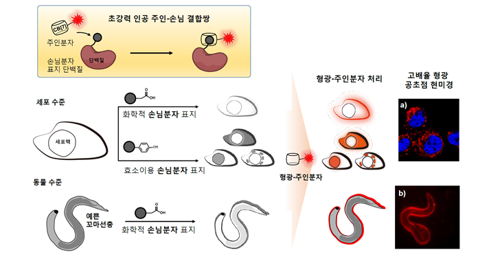 주인-손님 상호작용 결합을 이용하면 원하는 단백질에만 골라서 형광 염색을 할 수 있다. a)는 세포 수준에서, b)는 동물 수준(예쁜꼬마선충)에서 형광 염색을 진행했다. 빨간색이 쿠커비투릴-아다만탄 결합을 이용해 형광표지물질을 염색한 부분이다. (사진: IBS)