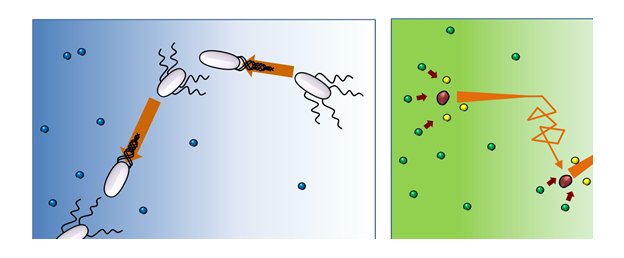 박테리아는(왼쪽 그림) 포도당(파랑 알갱이)이 있으면 직진 운동(달리기)를 하다가 방향을 바꾸기 위해 무작위 운동(뒹굴기)를 반복해 영양분을 얻는다. 효소(오른쪽 그림)는 기질(녹색 알갱이)이 생성물(노랑 알갱이)로 변하는 곳에 있기 때문에 기질 농도가 적은 쪽으로 움직인다. (사진: IBS)