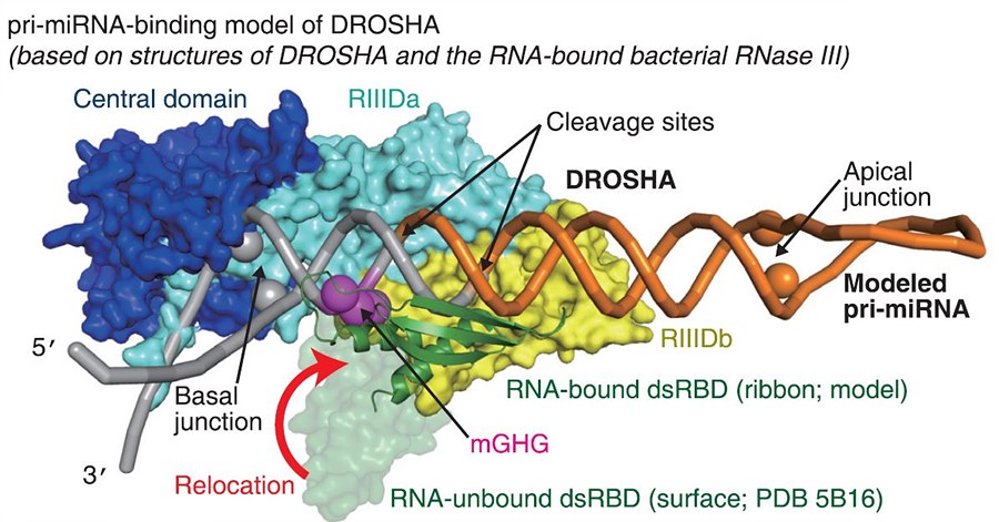 IBS 연구진은 마이크로RNA 1차 전구체(주황색과 회색으로 그려진 스프링 모양)를 절단하는 효소인 드로샤가 mGHG(보라색)의 도움으로 정확하게 절단 위치를 파악함을 실험으로 증명해 몰레큘러 셀 최신호에 실험결과를 게재했다.