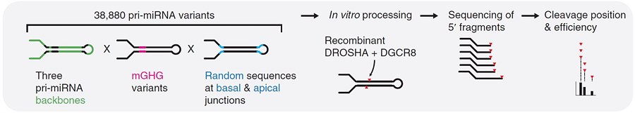IBS RNA 연구단은 마이크로RNA 1차 전구체의 절단 위치를 드로샤 복합체가 어떻게 결정하는지 파악하고자 대용량 시퀀싱 기법을 실시했다. 수만 종의 마이크로RNA 1차 전구체가 각기 어느 위치에 잘리는지 확인한 결과, mGHG의 영향력이 클 경우, 절단 위치가 한 군데로 결정되고 mGHG의 영향력이 없을 경우, 절단 위치가 각 전구체마다 달라짐을 확인했다.