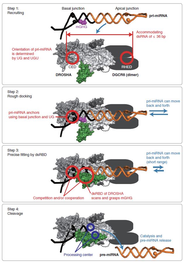 마이크로RNA 1차 전구체가 드로샤 복합체(드로샤-DGCR8)에 의해 인식되고 절단되는 과정을 총 4단계로 나누어 보여주는 모델. 마이크로RNA 1차 전구체가 드로샤 복합체로 가까이 와서(Step 1), 하단 부분(basal junction)을 이용하여 대략 결합한 후(Step 2), 드로샤의 이중가닥RNA 결합 도메인(dsRBD)이 mGHG를 잡아 마이크로RNA 1차 전구체의 위치를 결정하고(Step 3), RNA 절단 도메인(Processing center)이 RNA를 잘라서, 마이크로RNA 2차 전구체(pre-miRNA)를 생성한다(Step 4).