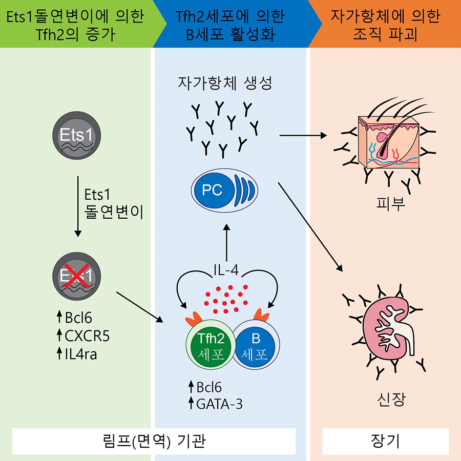 Ets1 돌연변이에 의한 자가 면역질환 루푸스 발병 모식도. 연구진은 Ets1 유전자 변이로 인해 Tfh2 세포의 유도 및 급증이 B세포를 활성화시킨다는 것을 확인했다. 활성화된 B세포는 자가항체를 생성하며 루푸스 증상을 유도한다는 설명하다.