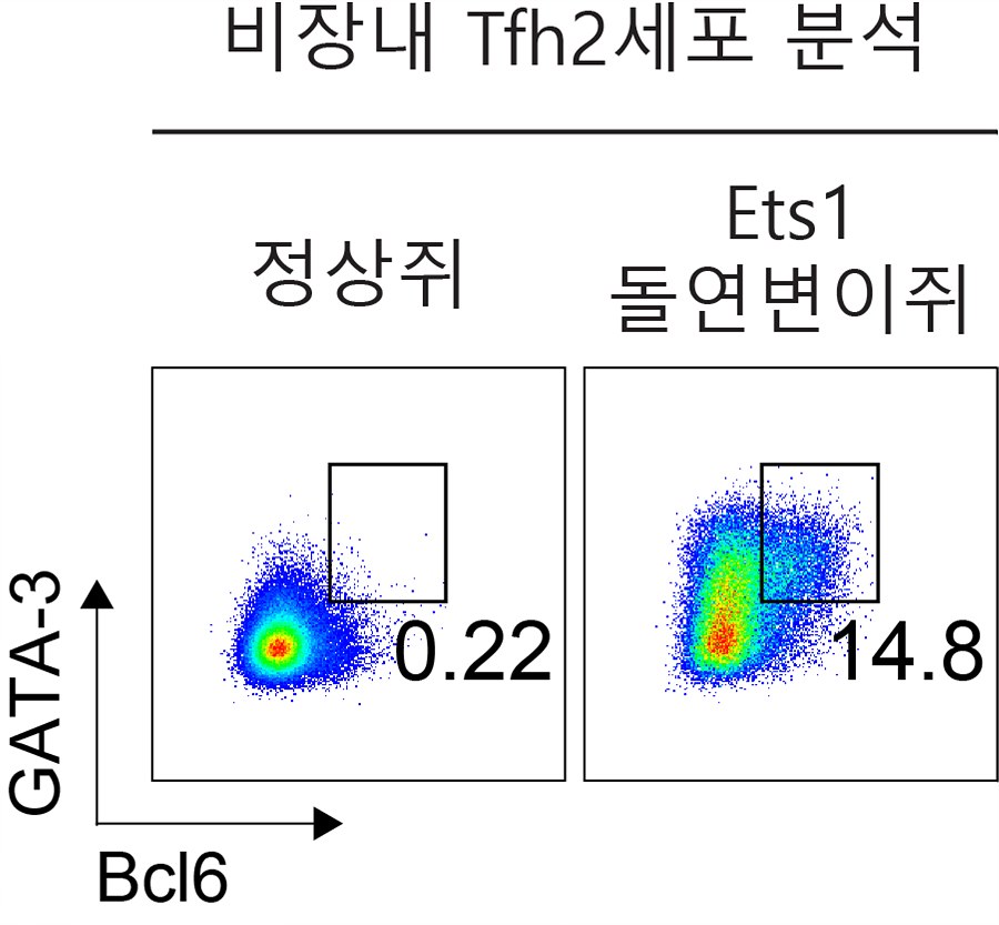 [그림 3] Ets1 돌연변이 생쥐에서 Tfh2 세포의 증가 그래프