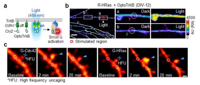 [그림 3] 신경세포와 쥐 뇌 조직 내 마이크로 단위 단백질 관찰