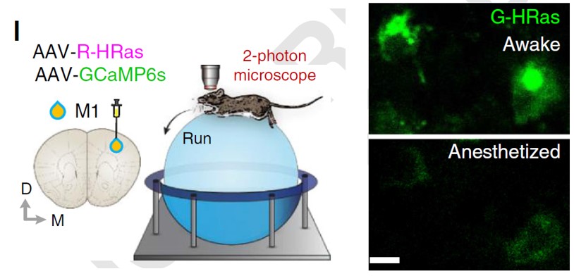 [그림 4] 운동 행동 중인 쥐의 실시간으로 small GTPase 단백질 활성 분석