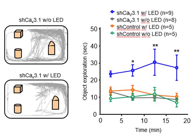 [그림 2] 비침습성 LED 방식으로 광활성 Flp 단백질 발현 성공해 쥐의 물체 탐색 능력 증가