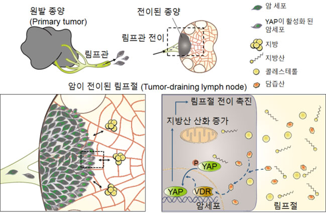 암세포는 암이 처음 시작된 원발 종양(primary tumor)에서 혈관 또는 림프관을 통해 전이를 시작한다. 연구진은 담즙산이 림프절에 도달한 암세포 핵의 비타민D 수용체(VDR)의 활성화를 유도하며, 그 결과 전사인자 YAP이 활성화되어 지방산 산화를 증가시키고 림프절 전이를 촉진시킨다는 사실을 밝혔다.