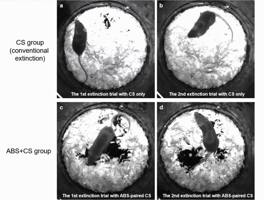 Video ABS pairing induces a significant decrease in fear response.