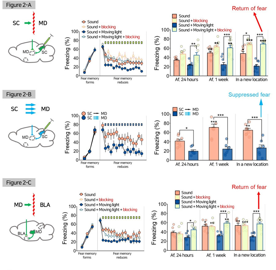 Figure 2  A) The blockage of SC-MD pathway brought significant return of fear. B) The increased neuronal activities in the SC-MD pathway significantly suppressed fear. C) The blockage of MD-BLA caused the relapse of fear.