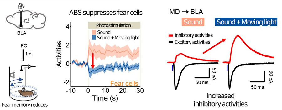 Figure 3 ABS inhibited fear-expressing neurons in the BLA.