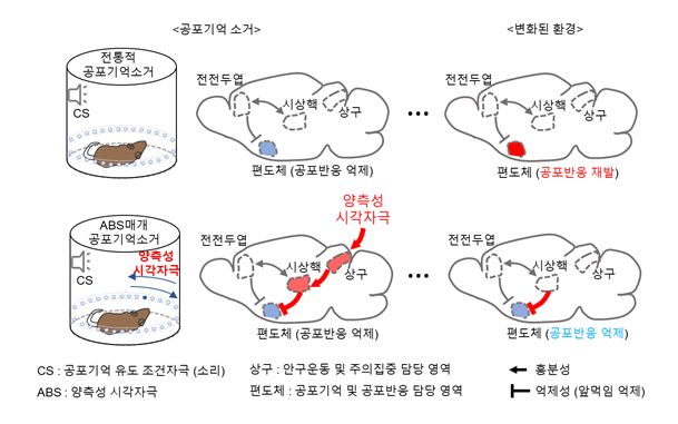 IBS 연구진은 양측성 시각자극(ABS)을 이용한 공포기억 반응-감소법의 효과를 동물실험을 통해 입증하는데 성공했다(아래). 안구운동 및 주의집중을 담당하는 상구를 자극하면 공포기억을 담당하는 편도체를 억제하는 새로운 신경회로가 활성화되는데, 이 때 중앙 내측 시상핵을 거친다. 이번에 새롭게 밝혀진 신경회로는 변화된 환경에서도 안정적으로 편도체를 억제해 공포반응의 재발을 줄이고, 더 효과적인 정신적 외상 치료를 유도한다.