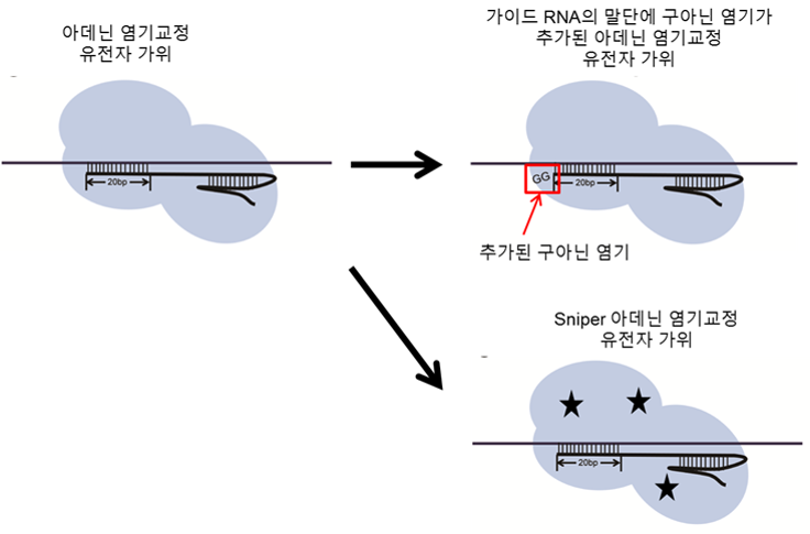 [그림3] 아데닌 염기교정 유전자가위의 정확성 증대 방법