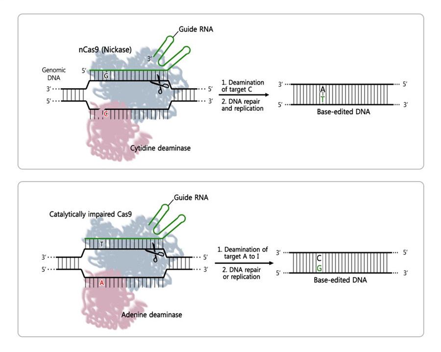 Figure 1: Principle of DNA base editors based on CRISPR. Cytosine base editors (CBE, top) induces C-to-T conversion, and the adenine base editors (ABE, bottom) causes A-to-G conversion. They consist of a guide RNA (green), a Cas9 nuclease (blue) and a base editor (pink), which unite to form a ribonucleoprotein complex. The guide RNA binds the target side on the DNA, while Cas9 cleaves the DNA strand (scissors), and the base editor modifies the desired DNA base, or letter.