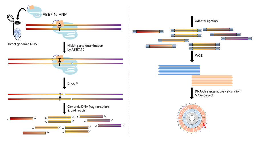 Figure 2: Overview of the Digenome-seq workflow after ABE-mediated single letter substitution. ABE7.10 (light blue, with guide RNA represented as white filament) induces the conversion of adenine (A) to inosine (I) at the target DNA site. Since I is read as G during DNA replication, this leads to the conversion of A to G. In addition, the complex also causes a DNA cut in one strand. As the Digenome-seq technique works by detecting double-strand breaks, the researchers used a protein known as Endo V to produce a cut in the other DNA strand, nearby the I. At the end of the Digenome-seq procedure, shown in the circular Circos plot, it is possible to evaluate and count the on-target (red arrow) and off-target (black bars) positions. The same results were obtained with hAAG and Endo VIII, in place of Endo V, showing Digenome-seq reproducibility and reliability.