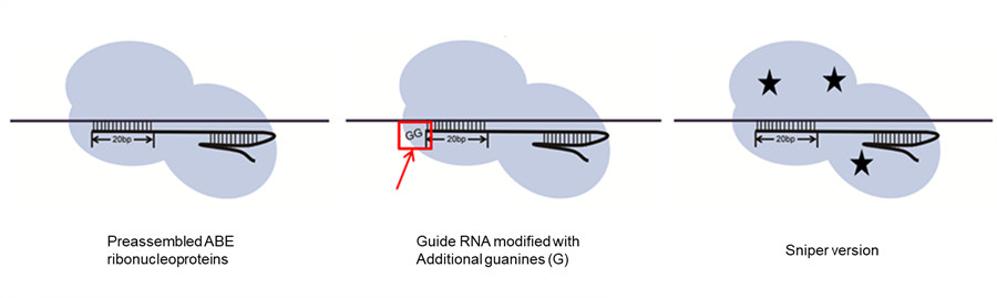 Figure 3: Improving ABE’s specificity with preassembled ABE ribonucleoproteins, modified guide RNAs, and a different version of the DNA-cutting protein.