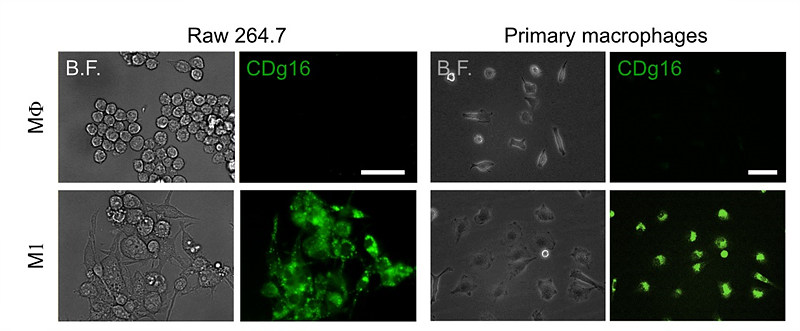 연구진이 새로 발견한 형광물질 CDg16이 세포주(왼쪽) 및 동물유래 활성화대식세포(오른쪽)를 염색하는 모습.